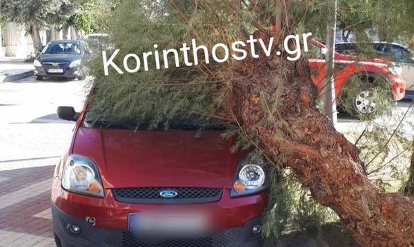 Δέντρο έπεσε πάνω σε αυτοκίνητο στην Κόρινθο