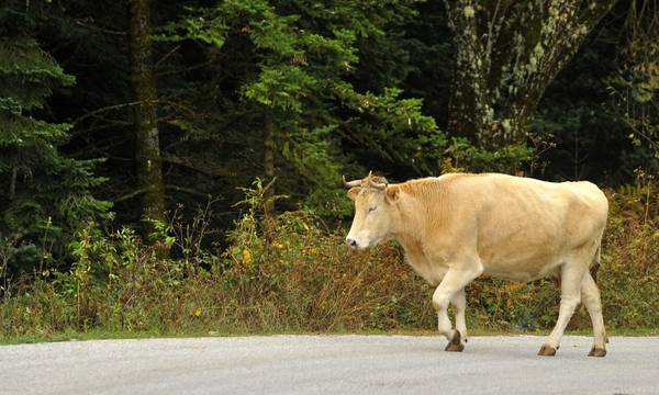 Αγελάδα κάρφωσε με τα κέρατά της 39χρονο στην καρδιά στην Μύκονο - Τι λέει ο θείος του θύματος