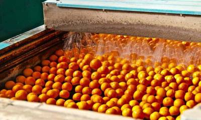 Αργολίδα: Στα 20 λεπτά τα πορτοκάλια χυμοποίησης - Ανά εβδομάδα νέα τιμή
