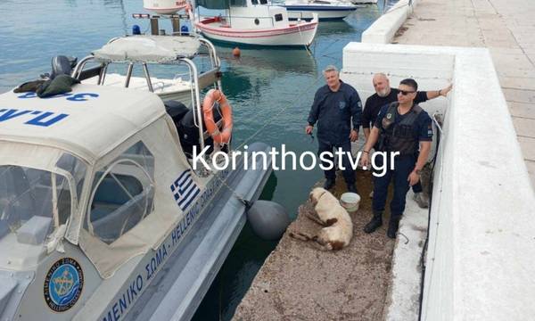 Κόρινθος: Λιμενικοί διέσωσαν σκύλο που έπεσε στο κανάλι του Ισθμού (photos)