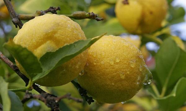 Κορινθία: Μεγάλη μείωση της παραγωγής λεμονιού