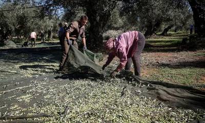 Αποκαλυπτικό ρεπορτάζ του Reuters για τις κλοπές στα χωράφια με ελιές στη Μεσσηνία (photos)