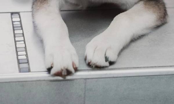 Αράχωβα: H ιατροδικαστική εξέταση που ανατρέπει τα δεδομένα για τον θάνατο του σκύλου