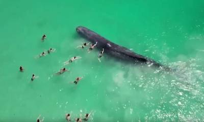 Αυστραλία: Φάλαινα έφτασε στα ρηχά και κολυμβητές άρχισαν να την αγγίζουν