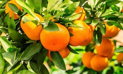 Εσπεριδοειδή: Σταθερή αξία το πορτοκάλι στη Λακωνία