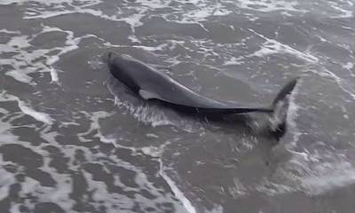 Νεκρό δελφίνι στο Παράλιο Άστρος, παρά τις προσπάθειες πολιτών (video)