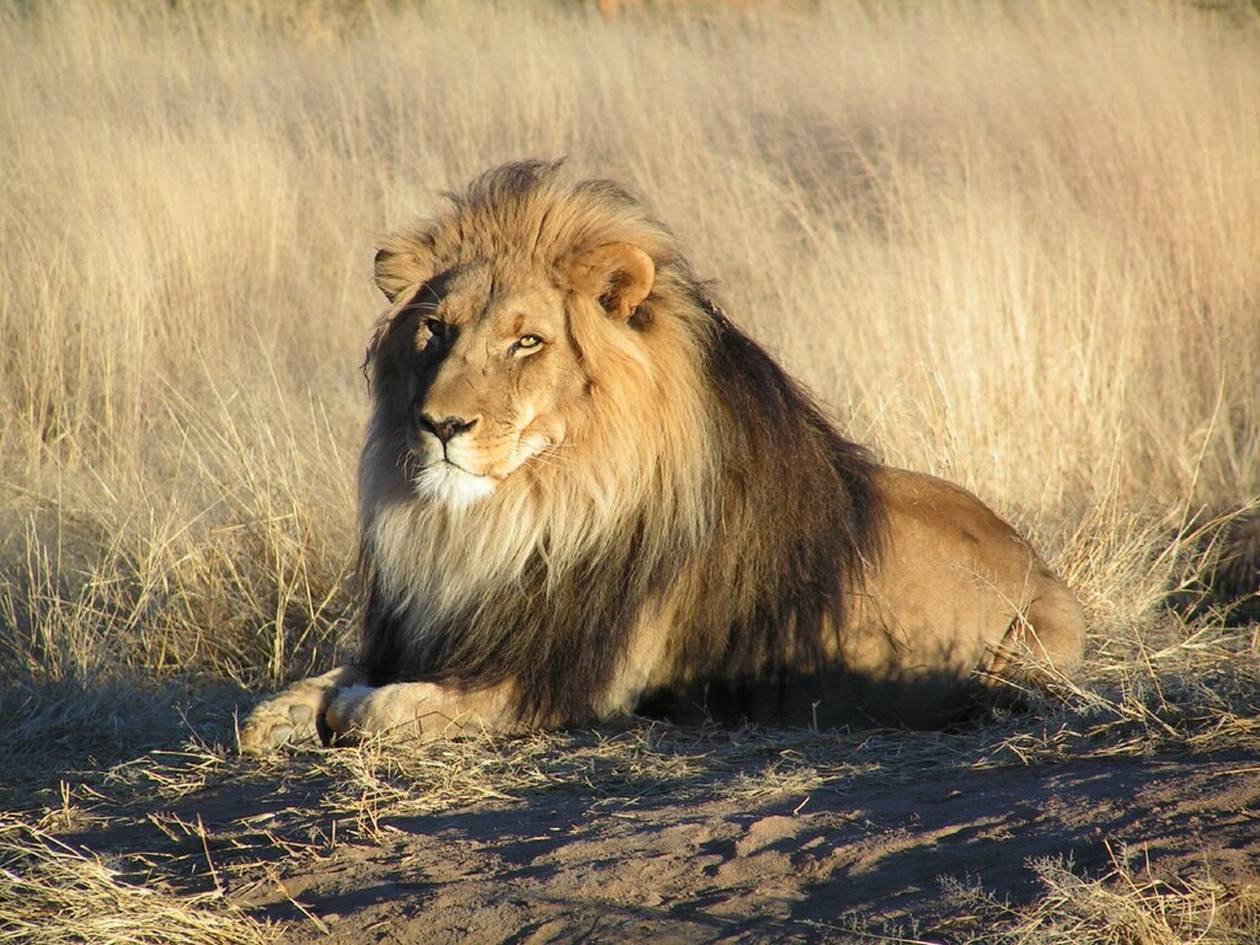 https://cdn.np-media.gr/media/news/2023/12/20/99369/photos/snapshot/Lion_waiting_in_Namibia.jpg