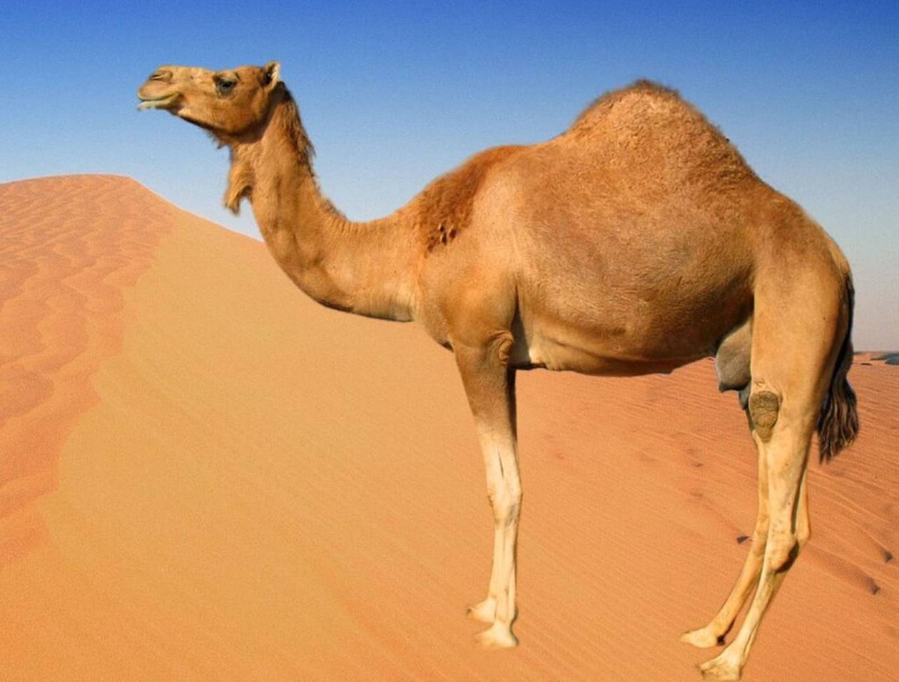 https://cdn.np-media.gr/media/news/2023/12/20/99369/photos/snapshot/camels.jpg