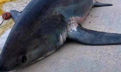 Άστρος: Ψαράδες έπιασαν στα δίχτυα τους καρχαρία 2,5 μέτρων στον Άγιο Ανδρέα (photos)