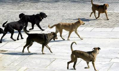 Ναύπλιο: Άγριες επιθέσεις από αγέλη σκύλων - Δύο τραυματίες