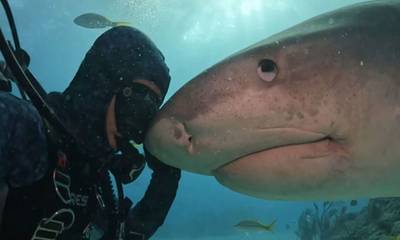Η τρυφερή φιλία ενός δύτη με έναν καρχαρία!