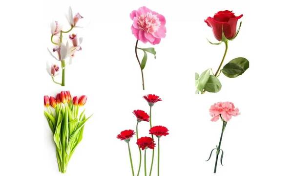 Τεστ προσωπικότητας: Διάλεξε 1 από τα 6 λουλούδια και μάθε τι φανερώνει για τον χαρακτήρα σου!