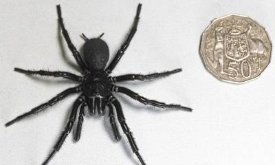 Αυστραλία: Ο «Ηρακλής» είναι η μεγαλύτερη και πιο δηλητηριώδης αράχνη στον κόσμο (video)