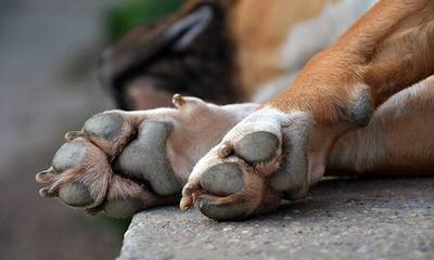 Κτηνωδία στα Καλάβρυτα - Εντοπίστηκαν δεκάδες νεκρά ζώα