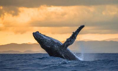 Ερευνητές «μίλησαν» για πρώτη φορά με φάλαινα στη γλώσσα της