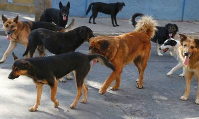Ναύπλιο: Αγέλη σκύλων επιτέθηκε σε γυναίκα