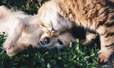 Σκύλος ή Γάτα: Αναδεικνύοντας τις διαφορές στη συντροφιά των κατοικίδιων