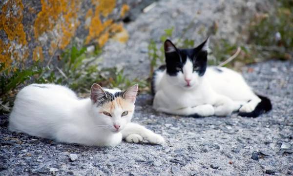 Πάνω από 100 γάτες βρέθηκαν νεκρές σε σπίτι στη Γαλλία