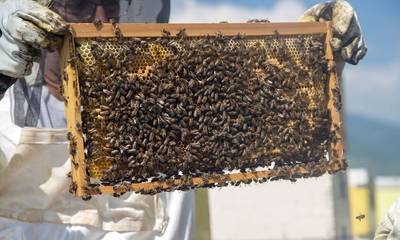 Κατεβαίνουν στο Σύνταγμα οι Μελισσοκόμοι Μεσσηνίας