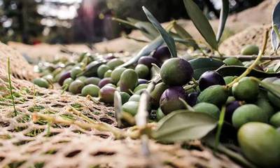 Ακαρπία: 50% μειωμένη η παραγωγή ελιάς στην Πελοπόννησο - Ερώτηση Χαρίτση και ΝΑ στη Βουλή