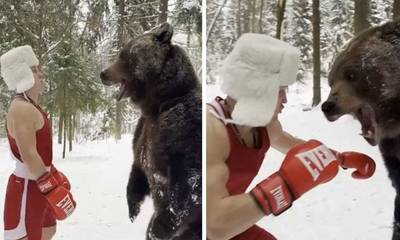 Παίζει μποξ με μία αρκούδα