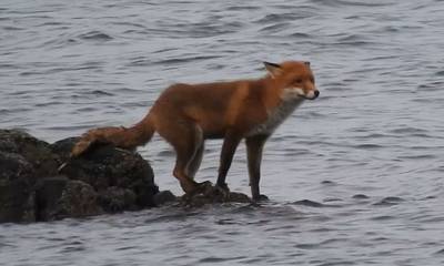 Αλεπού παγιδεύτηκε σε βράχο από την πλημμυρίδα - Κολύμπησε μέχρι την ακτή για να σωθεί