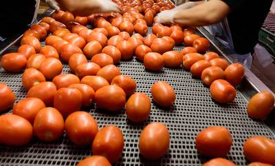 Ηλεία: Υπογράφηκαν συμβόλαια για βιομηχανική ντομάτα - Ποσότητα και τιμές
