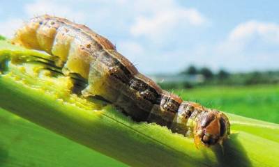 Πόσο επικίνδυνο είναι για τις καλλιέργειες το έντομο Spodoptera frugiperda