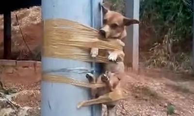 Κολομβία: Άντρας έδεσε σκυλάκι σε κολώνα επειδή έκανε την ανάγκη του στον κήπο του (video)