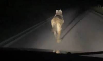 Οργή για την καταδίωξη λύκου σε επαρχιακό δρόμο (video)