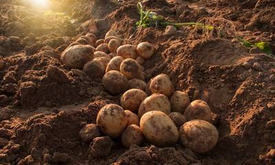 Αρκαδία: Υποχωρεί η καλλιέργεια της πατάτας λόγω της αύξησης του κόστους παραγωγής