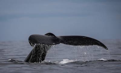 Φάλαινα εμφανίστηκε σε παραλία της Εύβοιας - Εντυπωσιακό βίντεο ντοκουμέντο