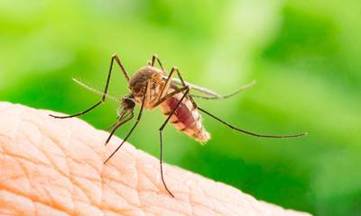 Ναύπλιο: Τεράστιο πρόβλημα από τα κουνούπια