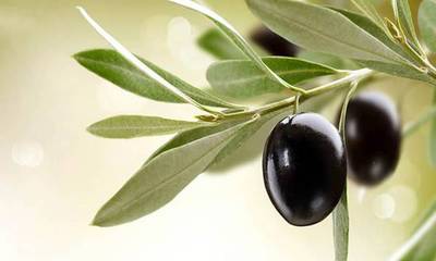 Η παράταξη Τατούλη φέρνει στο ΠεΣυΠ τη διασφάλιση της ονομασίας «Kalamata olives»