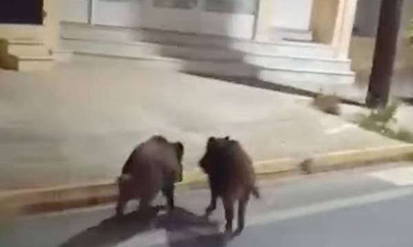 Προσοχή! Αγριογούρουνα «κτύπησαν» την πόρτα στη Νεάπολη - Τσακάλια σε κήπους της Μαγούλας (video)