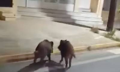 Προσοχή! Αγριογούρουνα «κτύπησαν» την πόρτα στη Νεάπολη - Τσακάλια σε κήπους της Μαγούλας (video)