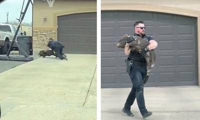 Αστυνομικός πήρε στο κυνήγι ένα γουρούνι