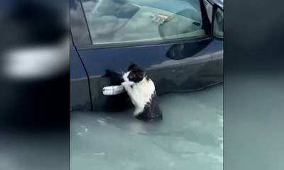 Γάτα γραπώθηκε από χερούλι αυτοκινήτου για να σωθεί από τις πλημμύρες στο Ντουμπάι (video)
