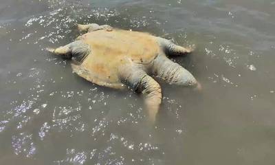Θαλάσσια χελώνα ξεβράστηκε νεκρή στην παραλιακή Ναυπλίου Νέας Κίου