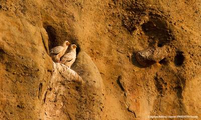 Ένα «θαύμα» στα Μετέωρα: Ζευγάρι Ασπροπάρηδων στα βράχια τους μετά από χρόνια!