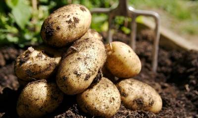 Πελοπόννησος: Στα 50 λεπτά η πατάτα δίνει εισόδημα στον παραγωγό