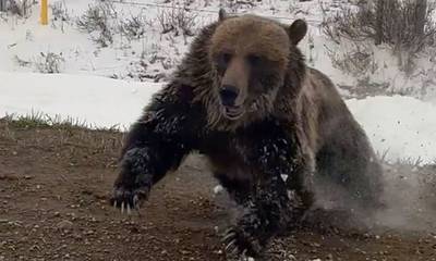Έξαλλη μαμά αρκούδα επιτίθεται σε οδηγό