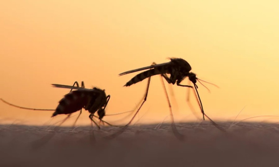 Σήμα κινδύνου από ειδικούς: Εξαπλώνονται στην Ευρώπη οι ασθένειες που μεταδίδονται από κουνούπια