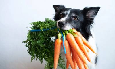Ανθρώπινες τροφές: Τι δεν πρέπει να τρώνε τα σκυλιά και τι πρέπει να τρώνε