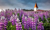Το λούπινο που άλλαξε το τοπίο της Ισλανδίας και σχεδόν εξαφανίστηκε από τα χωράφια της Μεσσηνίας
