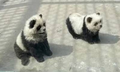Απίστευτο: Zωολογικός κήπος στην Κίνα κατηγορείται ότι έβαψε σκυλιά για να μοιάζουν με «πάντα»