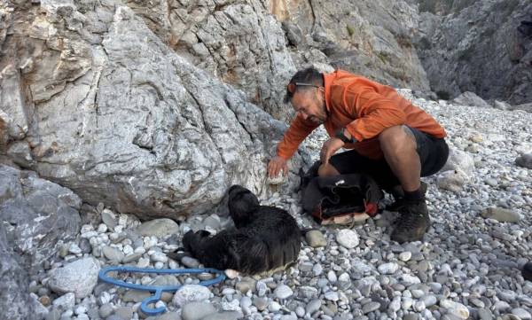 Κύθηρα: Κουβάλησαν τραυματισμένη φώκια 15 κιλών στην πλάτη για να τη σώσουν (video)