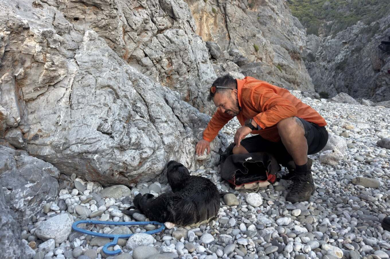 https://cdn.np-media.gr/media/news/2026/10/20/132841/photos/snapshot/kythira-travmatismeni-fokia-diasosi-kalami-2.jpg