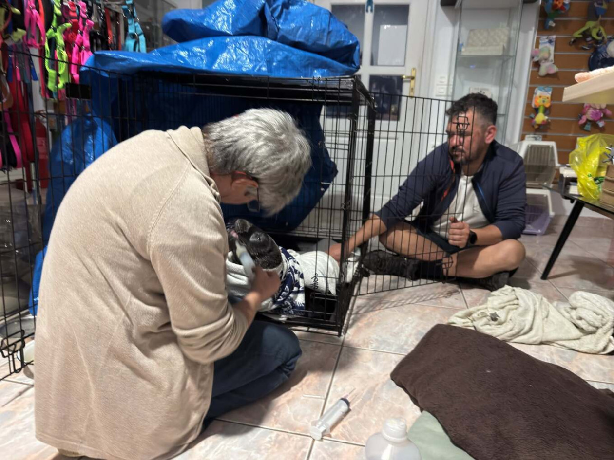 https://cdn.np-media.gr/media/news/2026/10/20/132841/photos/snapshot/kythira-travmatismeni-fokia-diasosi-kalami-6.jpg