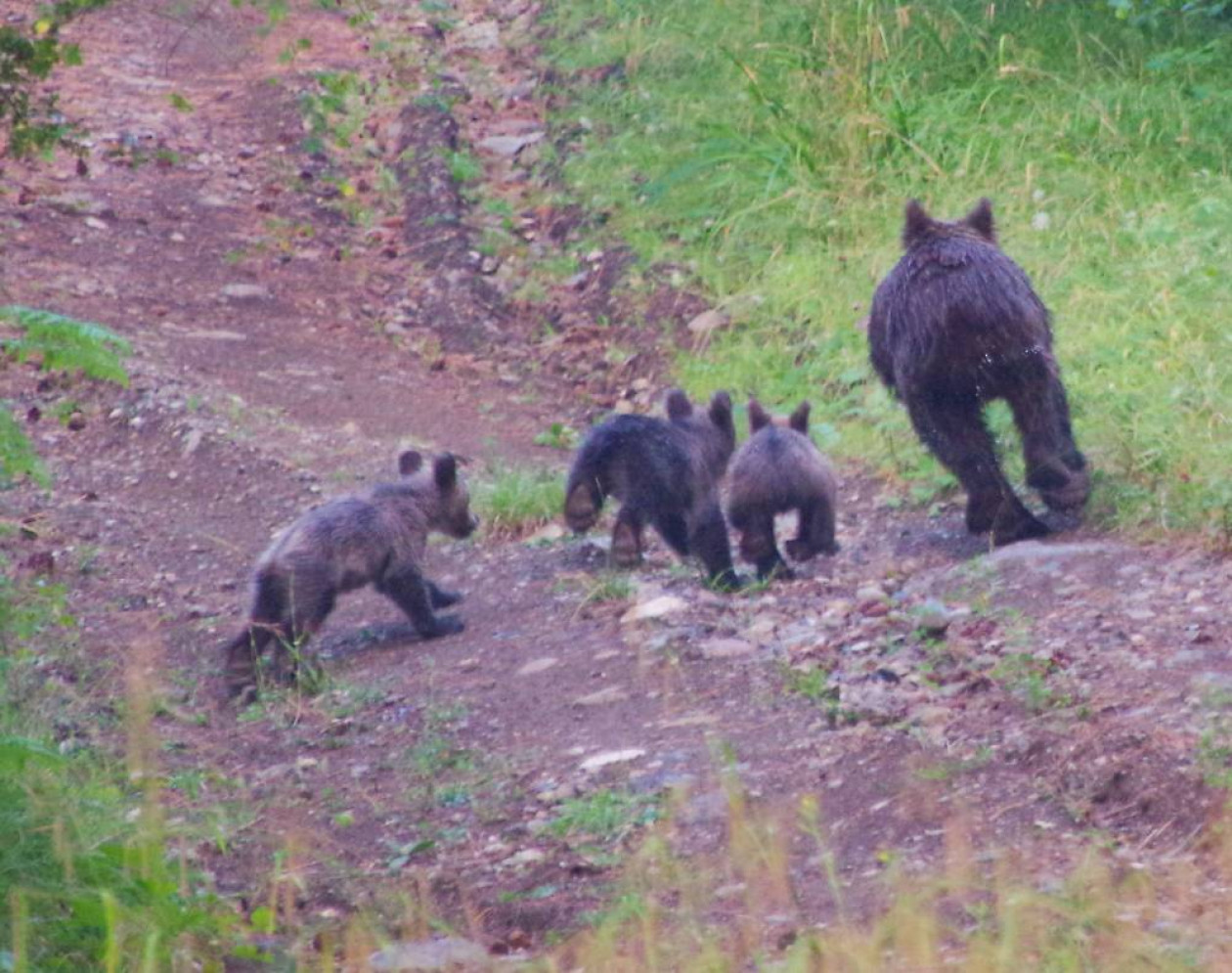 https://cdn.np-media.gr/media/news/2026/10/22/132912/photos/snapshot/efklis-kalamatas-valia-kalnta-pezoporia-2026-2.jpg